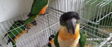 凯克鹦鹉吃蜜瓜视频,萌宠美食大揭秘