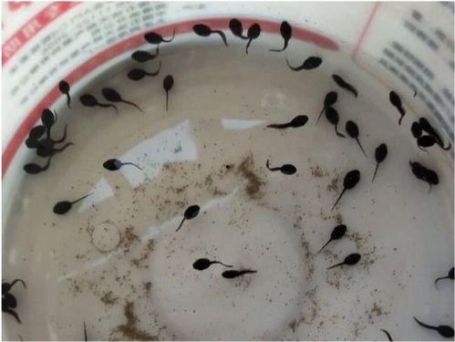 蝌蚪吃哈密瓜视频下载,捕捉蝌蚪品尝哈密瓜的可爱瞬间