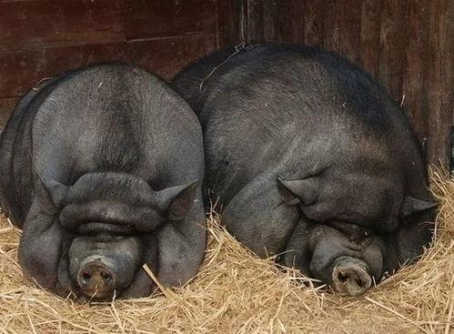 瓜坏了能煮给猪吃吗视频