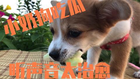 吃瓜狗的视频全集,揭秘娱乐圈幕后真相的惊心动魄之旅