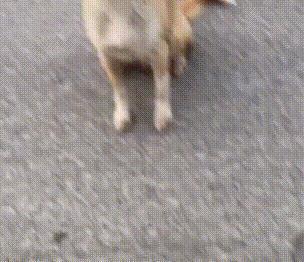 幼犬可以吃烧瓜吗视频讲解,烧瓜是否适合幼犬食用？