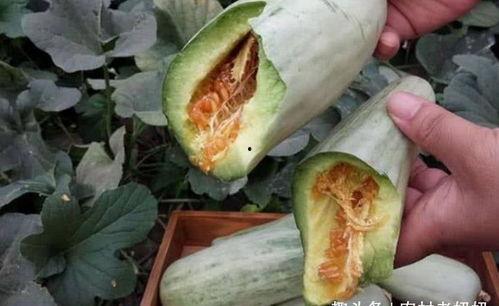 吃掌瓜要削皮吗视频大全,视频大全教你轻松处理