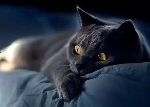 黑猫视频吃瓜是真的吗,真相揭秘