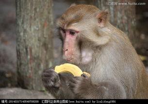 小胡猴子吃瓜视频大全集,趣味视频全集盘点