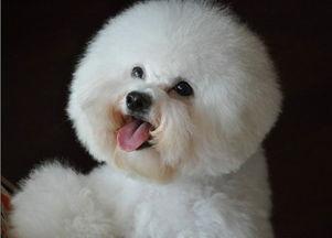 比熊阿熊吃哈密瓜视频