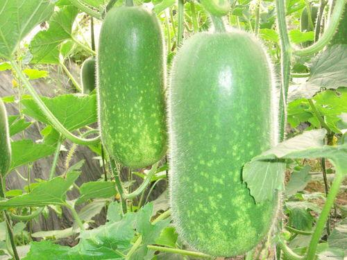 野生大爷吃瓜视频大全,揭秘民间趣味生活瞬间