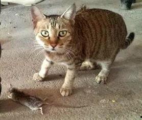 吃瓜猫的下场视频,下场视频引发网友热议