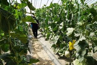 利川吃瓜视频,揭秘当地美食文化盛宴