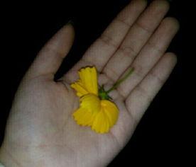 吃瓜大王视频大全,揭秘娱乐圈幕后故事