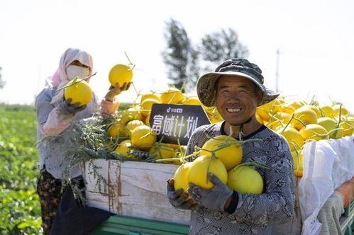 甘肃沙地吃瓜事件视频,一场别开生面的“吃瓜”盛宴